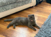 Kitten 8month old for sale