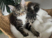 Kittens ready to find forever home