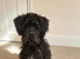 Miniature schnauzer
