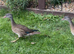 Mandarin ducks