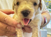 Beautiful Cavapoo puppies 3 Blue Merle and 1 Cream/Honey Ready to leave on 27th November