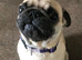 Pug for sale