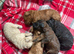 Cavapoo puppies