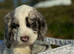 4 gorgeous cocker pups for sale