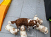 Cavachon ONE GIRL
