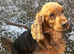 Kc registered show cocker spaniel