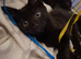 3 left!..READY NOW 6 KITTENS!!