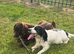Working cocker spaniel puppies