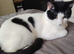 Needs Rehoming ASAP
