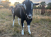 Stud alpine goat for rent or swap