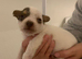 Jack Russell
