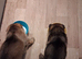 Ready 2 go.! Pure breed German Shepherd pups