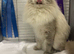 Champion bred GCC Registered male ragdoll kittens ready to view