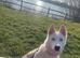 White pedigree female husky