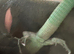 Green keeled bellied lizard pair 2023