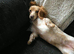 Piebald female miniature dachshund