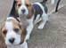 Beautiful Beagle Puppies