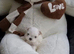 Teacup korean maltese pups