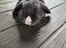 Mini lop/french lop