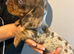 Stunning dachshunds ready to leave soon