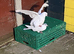 Iranian and Afghan pigeons (((plz read description first)))