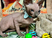 Sphynx kittens