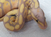 Hatchling royal/ball pythons