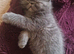 Beautiful Persian exotics