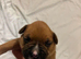 Beautiful mastiff cross puppies