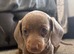 Ready now!! Miniature dachshund puppies