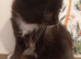 Beautiful kittens