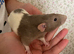 Two Hand Tame Young Rats With Cage