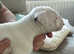 beautiful litter with champion blood lines