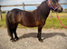 Pretty Miniature Shetland mare 4yo 33&rdquo;