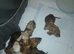 6 lovley pups looking for 5star homes
