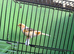 Canary's