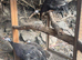 Guinea Fowl