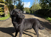 Adult - Kennel Club Registered Labrador Retriever Female