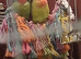 adult lovebirds for sale sex not known 40 each