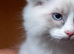 Beautiful,friendly,kind ragdolls kittens available.