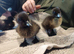 Cayuga ducklings Kirkby Stephen
