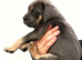 Cane Corso pups