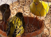 Canaries, bengalese and zebra finch
