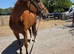 16.1 Chestnut gelding 6yrs