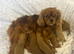 One boy left fully vaccinated