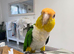 Stunning hand tamed caique parrot for sale