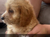 Cockerpoo puppy’s