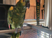 Female amazon aestiva