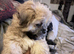 Cockapoo and shitzu mix small dog
