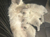 Beautiful Ragdoll kittens